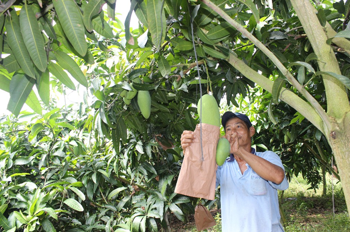 nong: xoai viet nam chinh thuc sang my sau 10 nam dam phan hinh anh 1