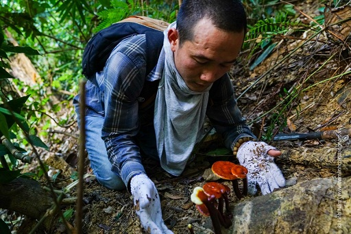 bi thu quang nam: dua nam lim xanh, nam linh chi ra 