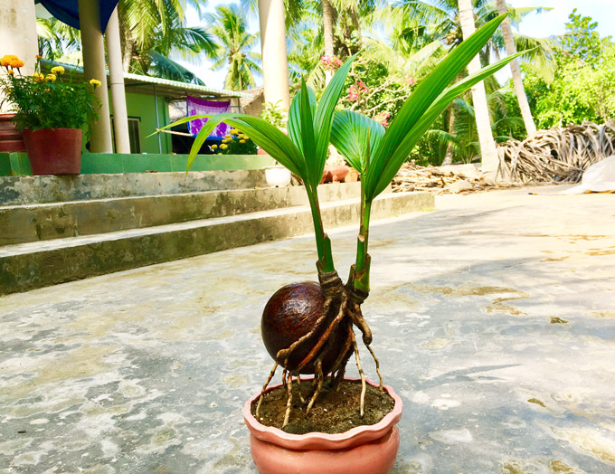 doc dao ben tre: bonsai dua doc la gia hon trieu mot chau be ti hinh anh 5