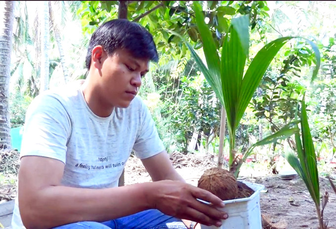 doc dao ben tre: bonsai dua doc la gia hon trieu mot chau be ti hinh anh 4