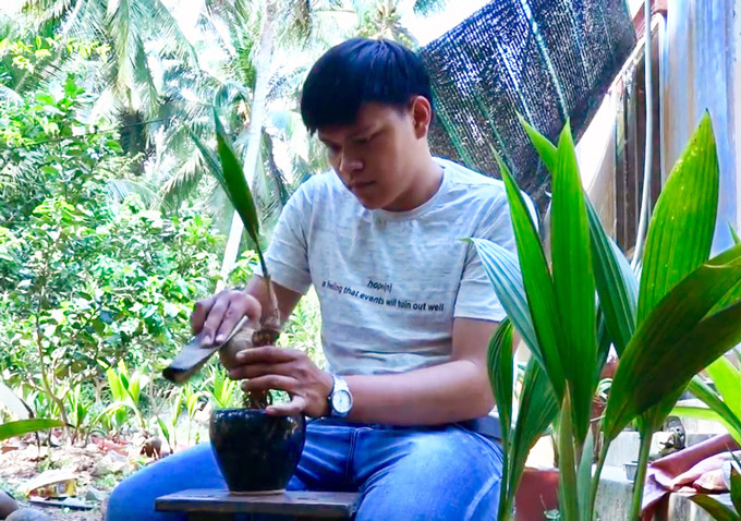 doc dao ben tre: bonsai dua doc la gia hon trieu mot chau be ti hinh anh 6