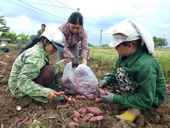 dau xot: nguy co bo thoi, lam phan xanh hon 600ha khoai lang nhat hinh anh 1