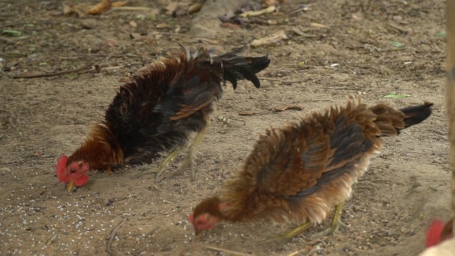 'quai' ga long dung dung xu nhu long nhim, nuoi tạng chu khong bán hinh anh 3