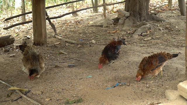 'quai' ga long dung dung xu nhu long nhim, nuoi tạng chu khong bán hinh anh 8