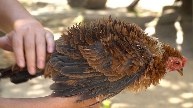 'quai' ga long dung dung xu nhu long nhim, nuoi tạng chu khong bán hinh anh 2