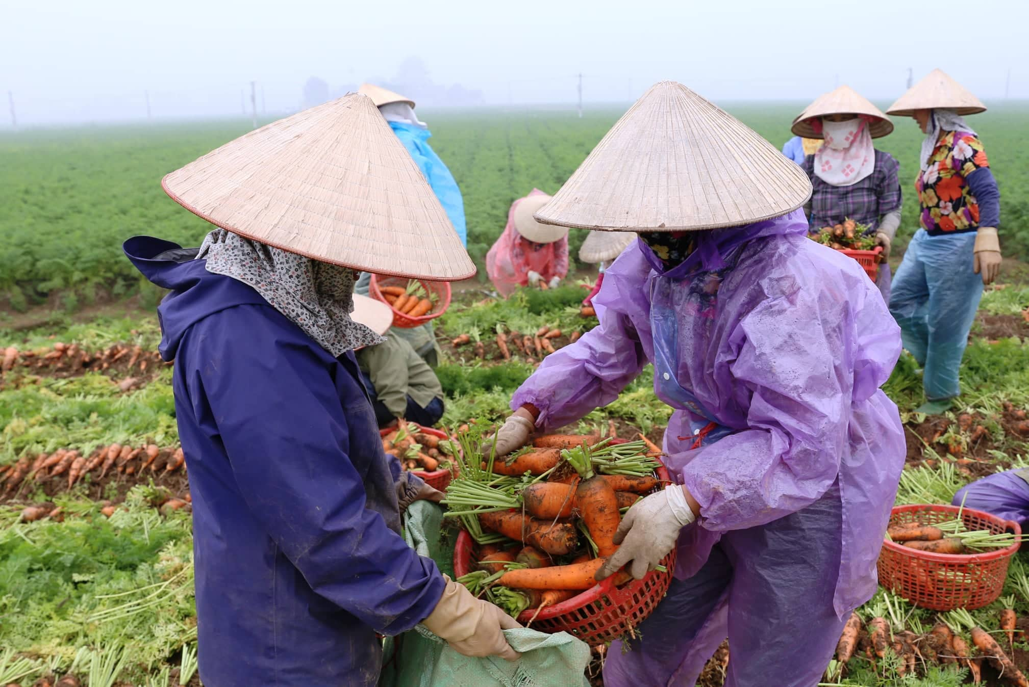 dua ca rot, hanh la say kho di nhat, han, nong dan bo tui nghin ty hinh anh 1