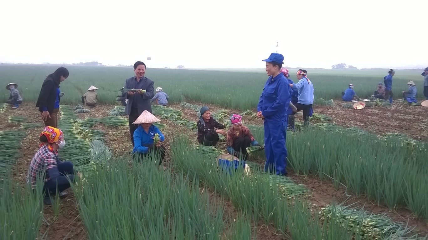 dua ca rot, hanh la say kho di nhat, han, nong dan bo tui nghin ty hinh anh 8