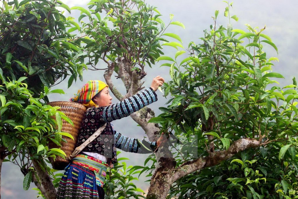 tra shan tuyet pa co hao hang, uong mot lan nghien ca doi hinh anh 3