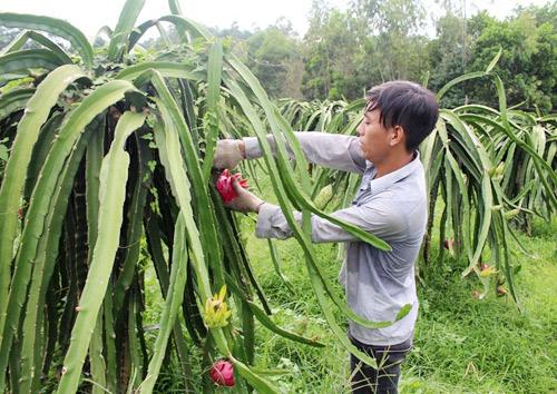 bat tay voi doanh nghiep quang ba dac san cho nong dan lam giau hinh anh 1