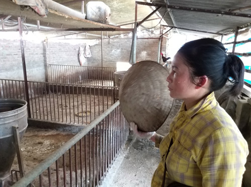Sau nông dân, đại lý cám cũng sạt nghiệp vì dịch tả lợn châu Phi