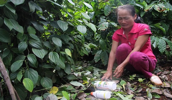 Hồ tiêu