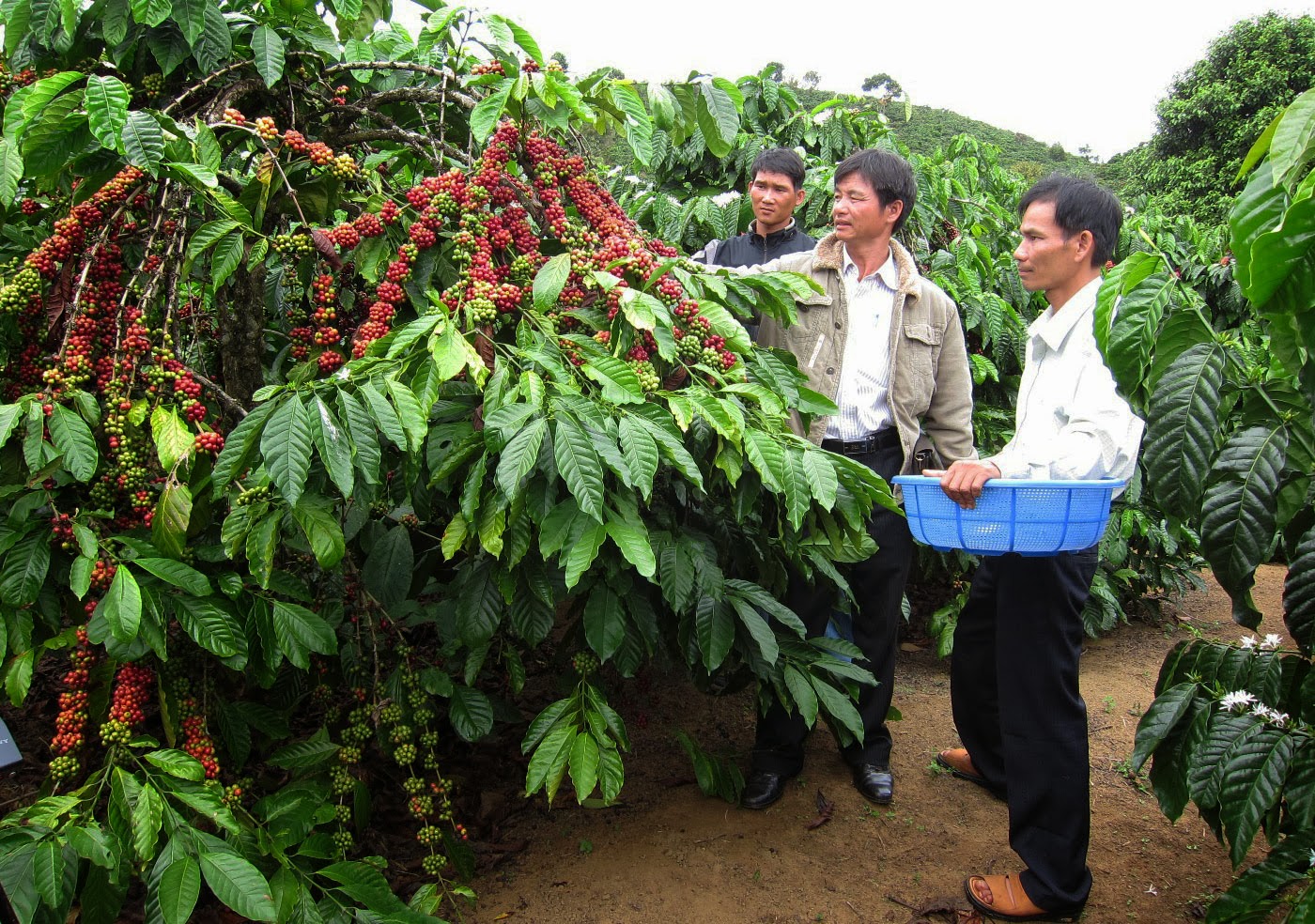 Làm giàu từ mô hình trồng xen canh cây Bơ- Cà phê