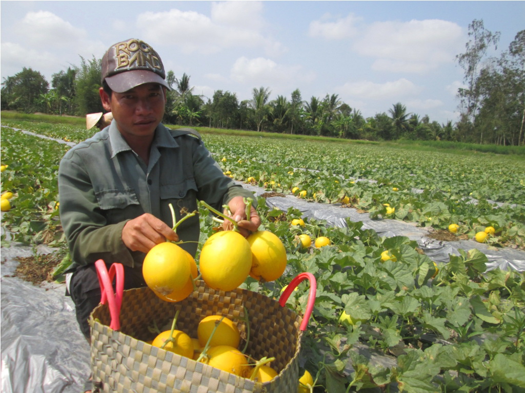 Trồng Dưa Kim Cô Hoàng Hậu thu lãi cao.