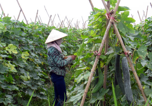 Bí quyết trồng bí xanh cho năng suất cao.