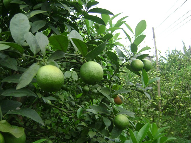 Làm giàu không khó từ cây chanh đào