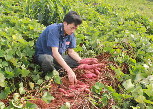 Anh nông dân trồng khoai lang - thu tiền tỷ mỗi năm