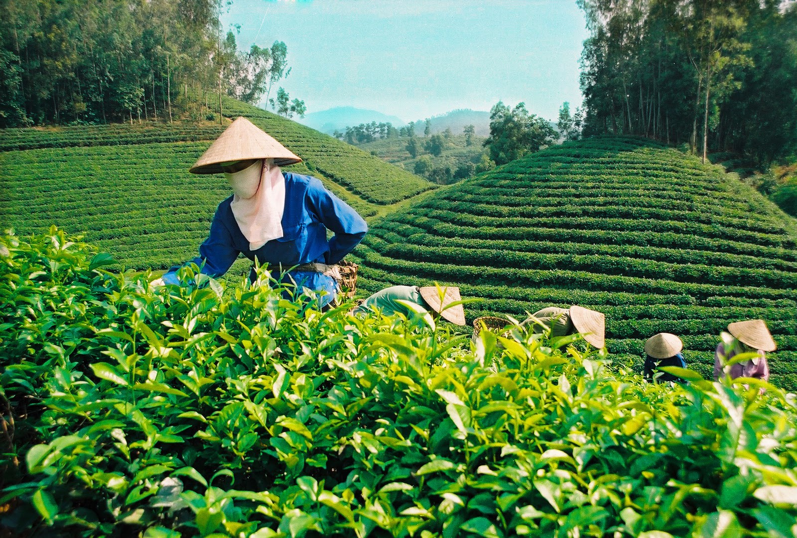 Lợi nhuận tăng gấp ba lần nông dân hồ hởi trồng chè sạch