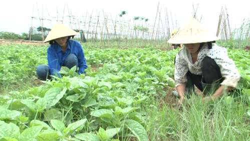 Nông dân thành lập cộng đồng sản xuất nông sản sạch