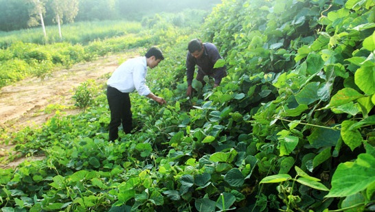 lam giau o vung dat tu be gian kho hinh anh 5