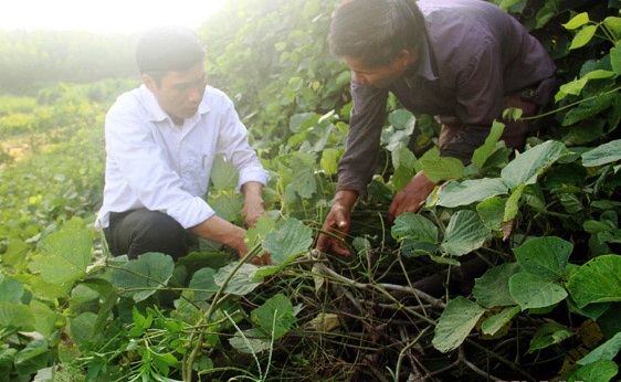 lam giau o vung dat tu be gian kho hinh anh 6