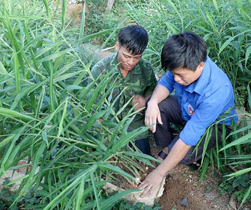 trồng gừng