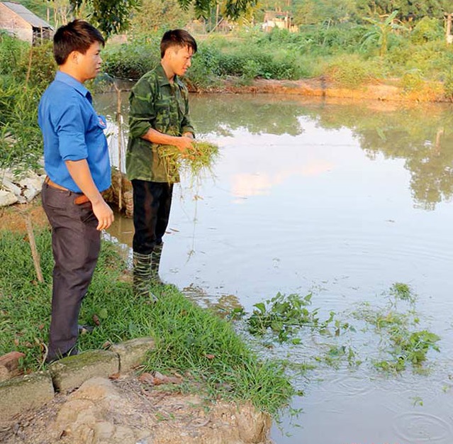 trồng gừng làm giàu 5