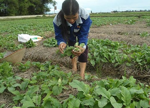 Trồng cây rau màu trên rơm nông dân làm giàu đơn giản2