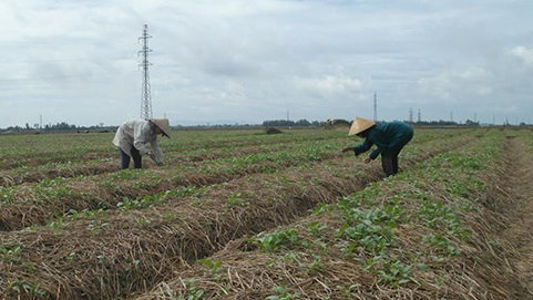 Trồng cây rau màu trên rơm nông dân làm giàu đơn giản3