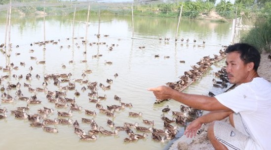 vịt trời