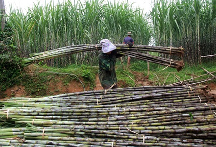 Nông dân lao đao: Cứ đến mùa giá lại lao dốc1