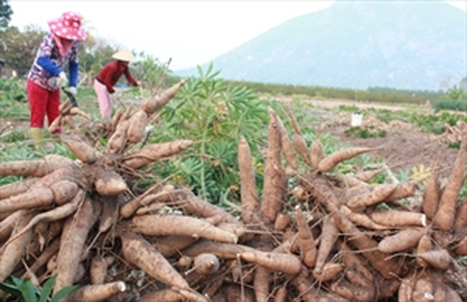 Nông dân lao đao: Cứ đến mùa giá lại lao dốc2