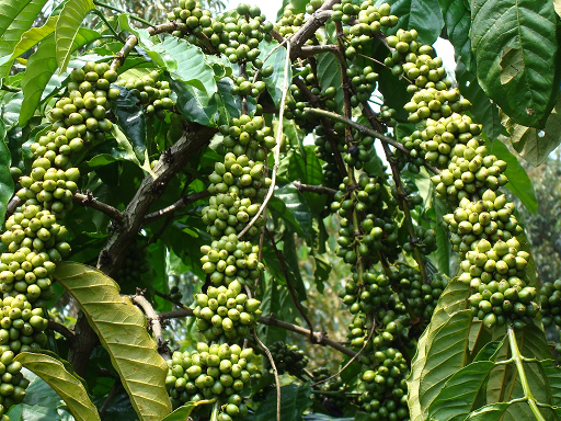 cây hồ tiêu