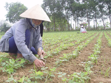 Cách trồng và chăm sóc giống lạc chay trắng cho năng suất cao2