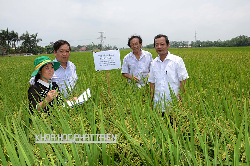 Áp dụng phương pháp trồng lúa mới 