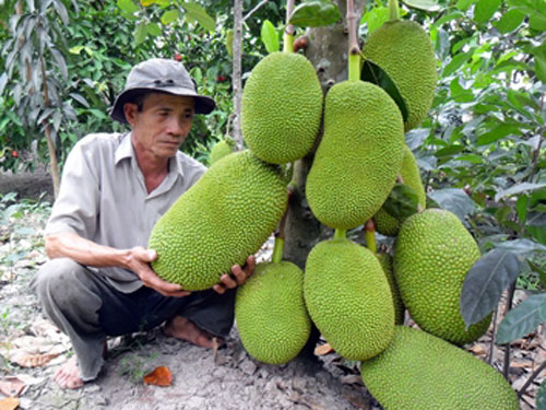 Trồng mít Tứ quý nông dân quanh năm thu tiền2