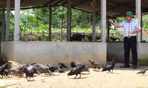 Nuôi gà re - nông dân làm giàu từ giống gà quý hiếm có nguy cơ tuyệt chủng3