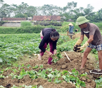 Trồng khoai lang siêu củ nông dân thu tiền tỷ