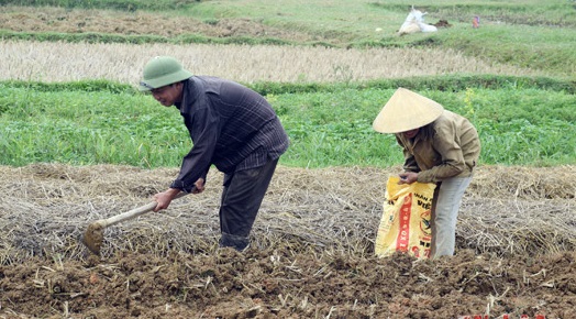 Trồng khoai lang siêu củ nông dân thu tiền tỷ3