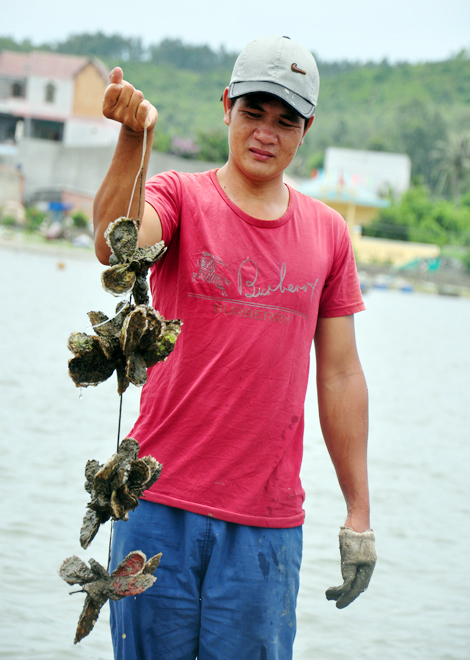 Nuôi hàu sữa nông dân làm giàu không khó2