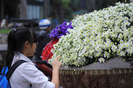 trồng cúc họa mi làm giàu