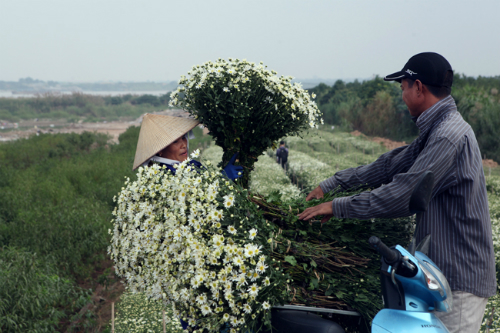 trồng cúc họa mi làm giàu