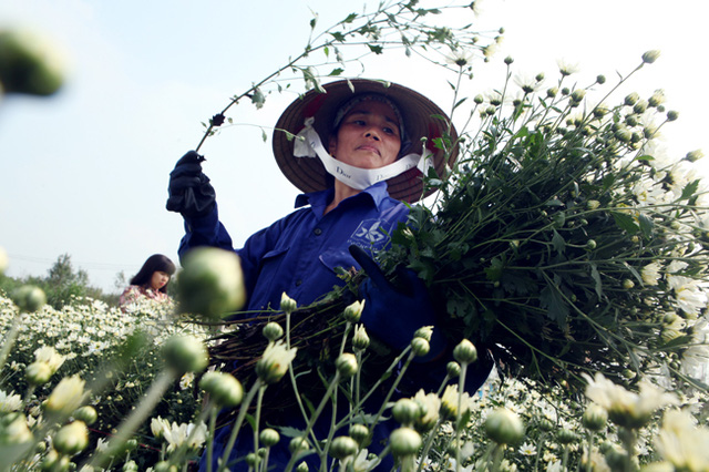 trồng cúc họa mi làm giàu