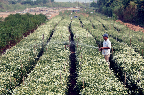 trồng cúc họa mi làm giàu