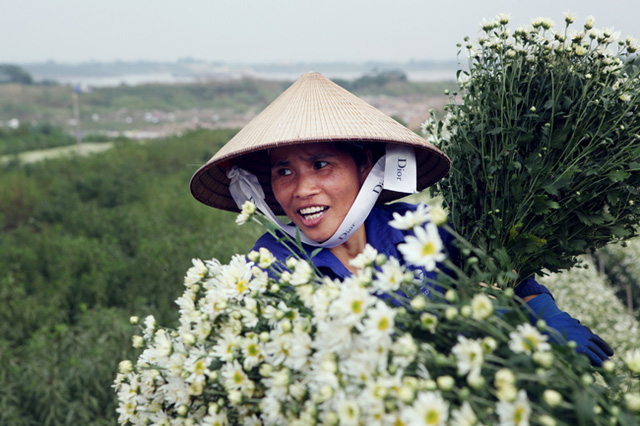 trồng cúc họa mi làm giàu