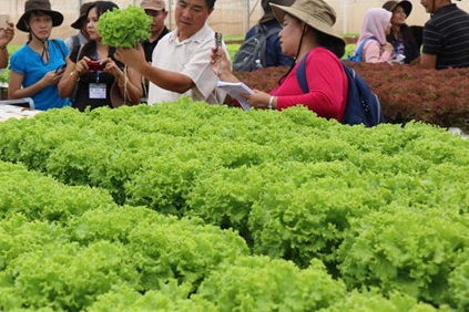 Mô hình trồng rau xà lách quanh năm ở Miền Bắc