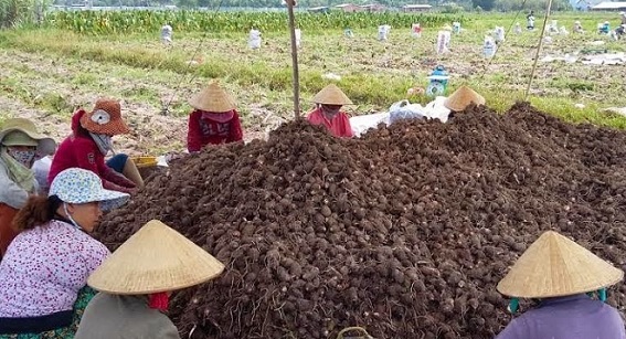 Kỹ thuật trồng khoai sọ cho năng suất cao4