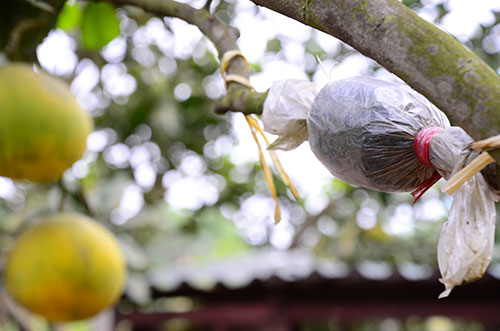 chiết cành cây ăn quả trồng chậu