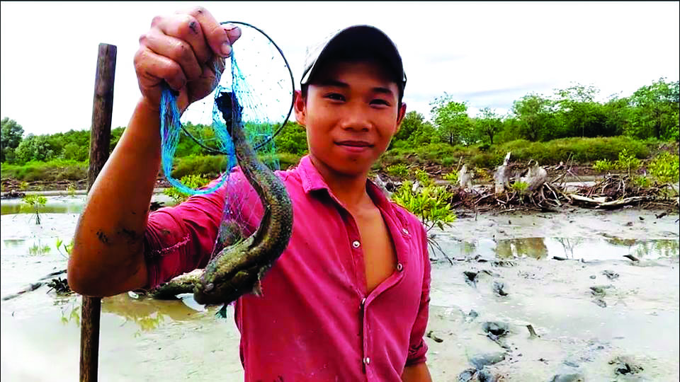 Lội rừng ngập mặn ở Đất Mũi “săn” loài cá kỳ lạ nhất hành tinh