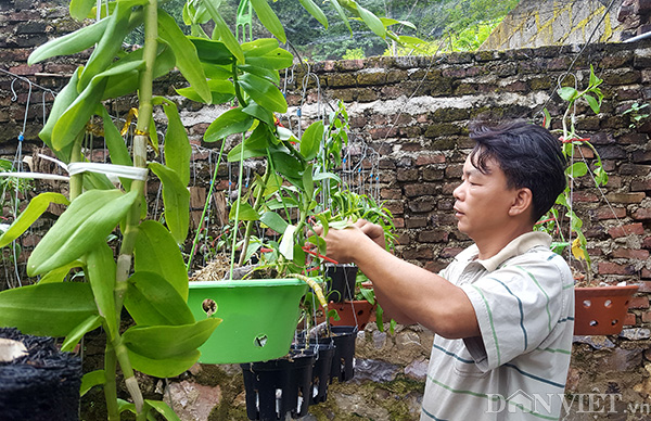 Làm giàu khác người: Cả làng trồng na, 1 mình trồng hoa ra trăm triệu