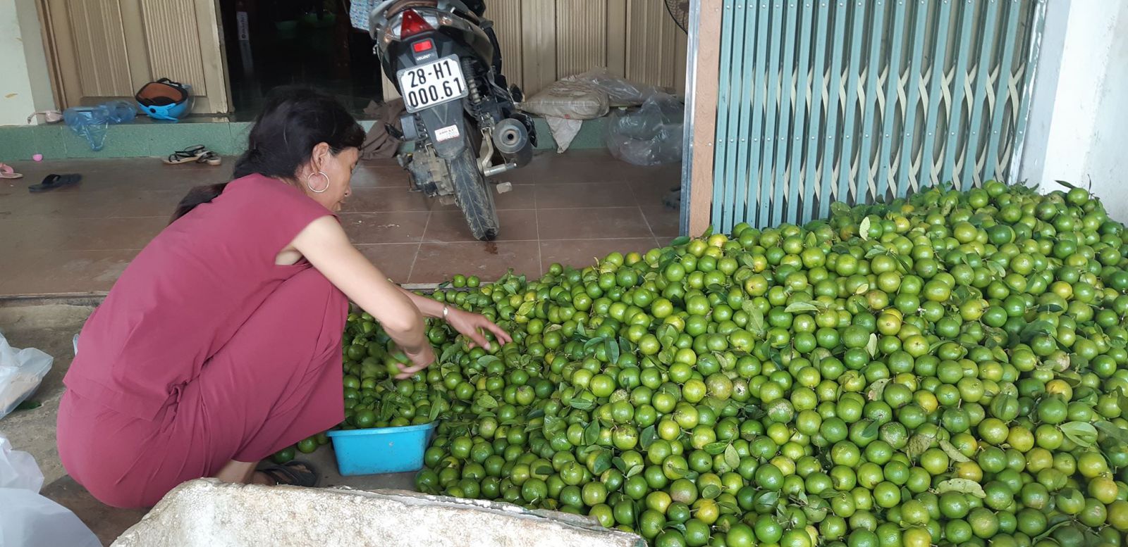 Giá chanh bất ngờ cao vút, nông dân khóc ròng vì lỡ phá vườn